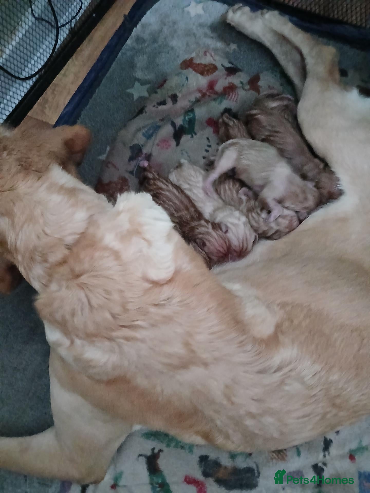 Labrador Retriever dogs for sale: Labrador retriever s - Advert 14