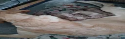 Labrador Retriever dogs for sale: Labrador retriever s in Bedworth - Advert 1