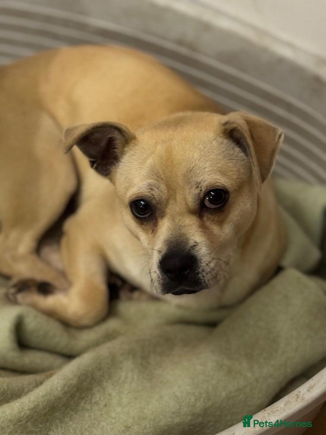 Mixed Breed dogs for adoption: Pretty Jamala ready for cuddles - Advert 5