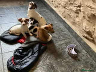 Jack Russell dogs ⭐️❤️jack russell pups blue merle ❤️⭐️ - Advert 2