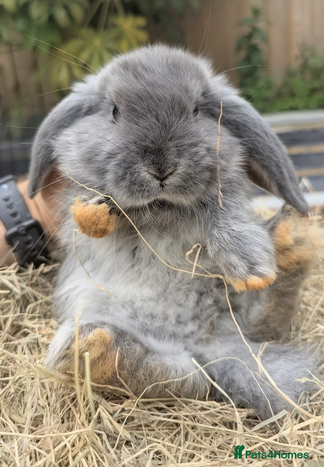 Mini Lop rabbits Mini Lop/French Lop - Advert 5