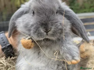Mini Lop rabbits Mini Lop/French Lop - Advert 5