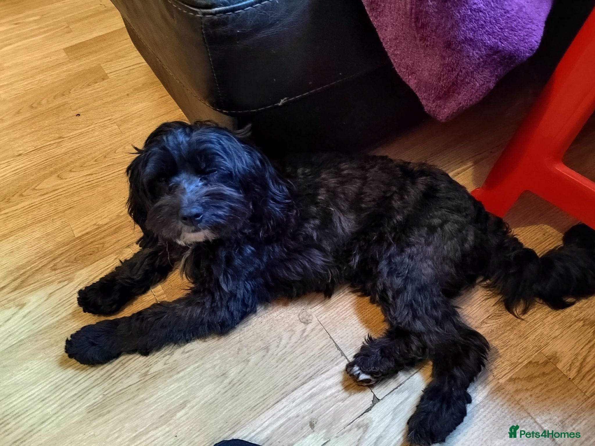 Cavapoo dogs Stunningly gorgeous Cavapoo puppies for sale  - Advert 2