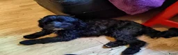 Cavapoo dogs for sale: Stunningly gorgeous Cavapoo puppies for sale  - Advert 1