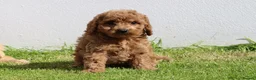 Cockapoo dogs for sale: Beautiful Cockapoo puppies for sale  in Llanelli - Advert 30