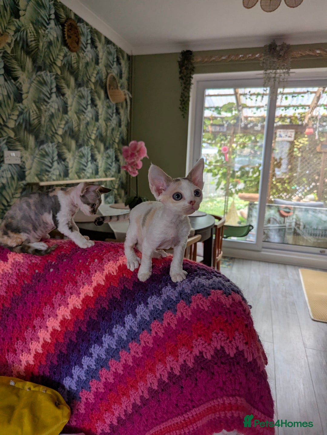 Devon Rex cats for sale: 🐾 Beautiful Devon Rex Kittens💕 - Image 10