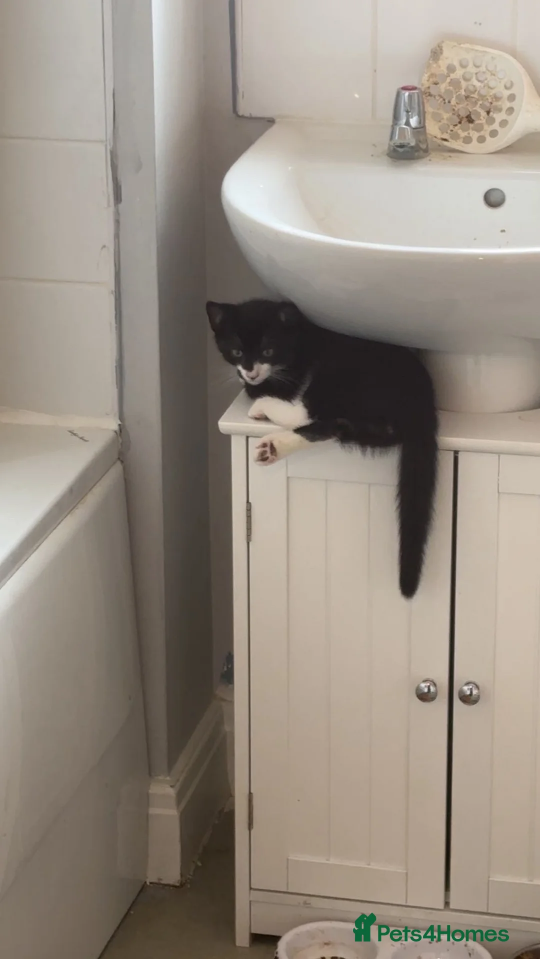 Mixed Breed cats for sale: Black and white Bombay mix  - Advert 2