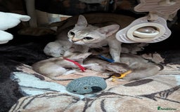 Singapura cats for sale: Registered Singapura kittens  - Image 5