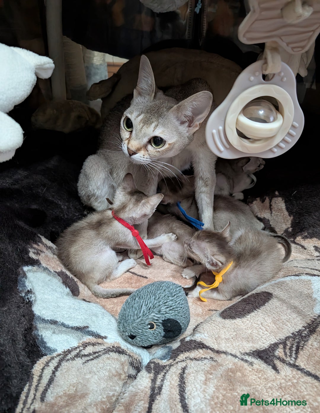 Singapura cats for sale: Registered Singapura kittens  - Image 5