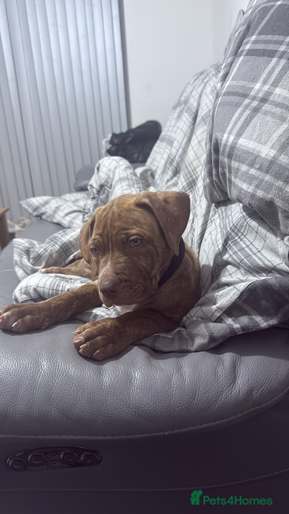 Mixed Breed dogs 9 week male cane corso x de bordeaux - Advert 1