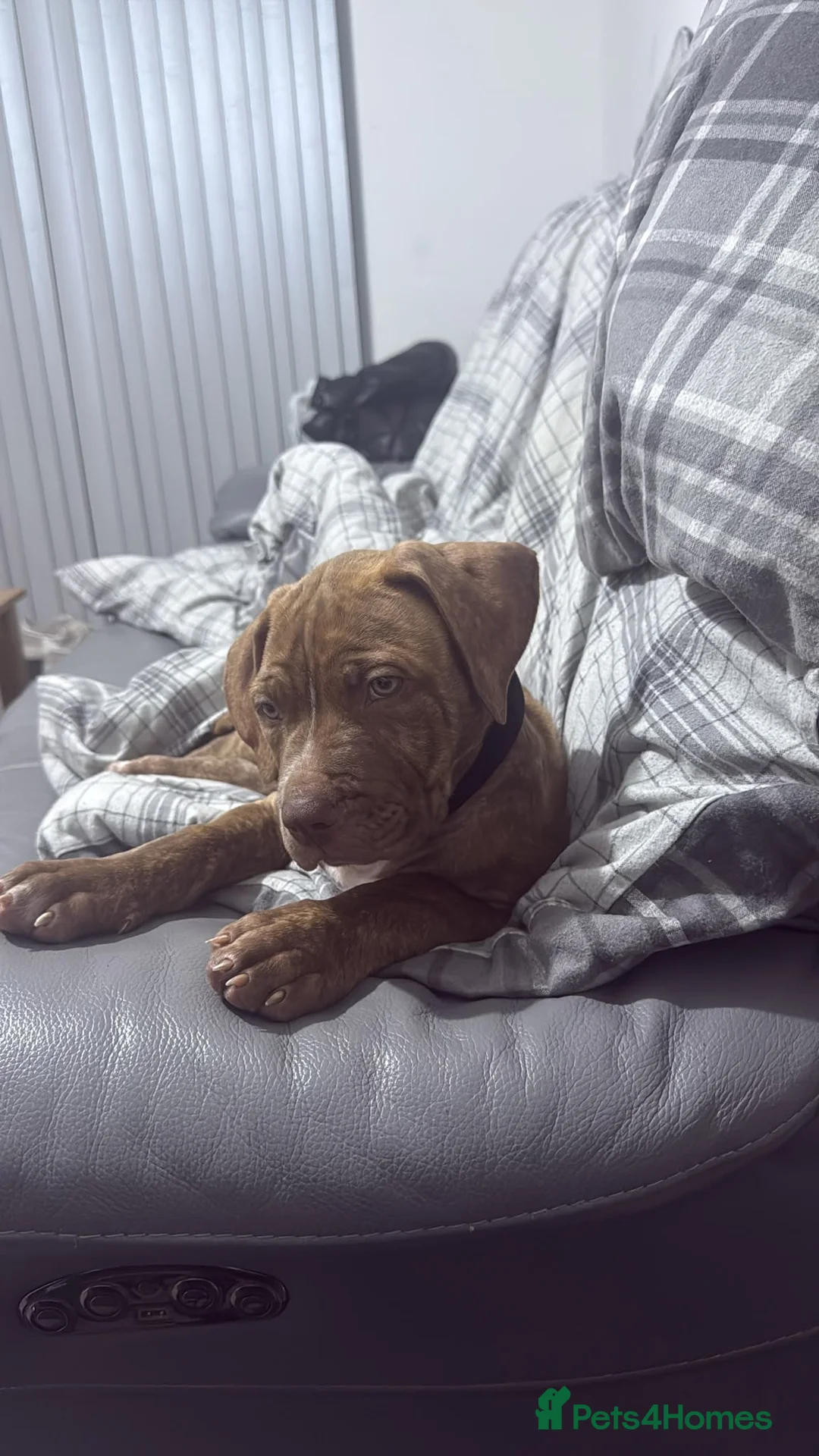 Mixed Breed dogs for sale: 9 week male cane corso x de bordeaux in Birmingham - Advert 1