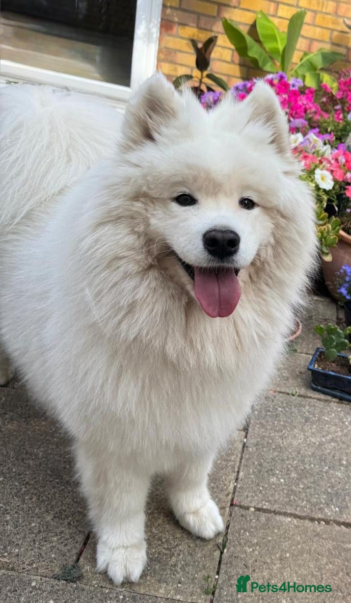 Samoyed dogs Loving Home Wanted for a 9-Year-Old Female Samoyed - Advert 1