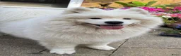 Samoyed dogs for sale: Loving Home Wanted for a 9-Year-Old Female Samoyed in Cambridge - Advert 1