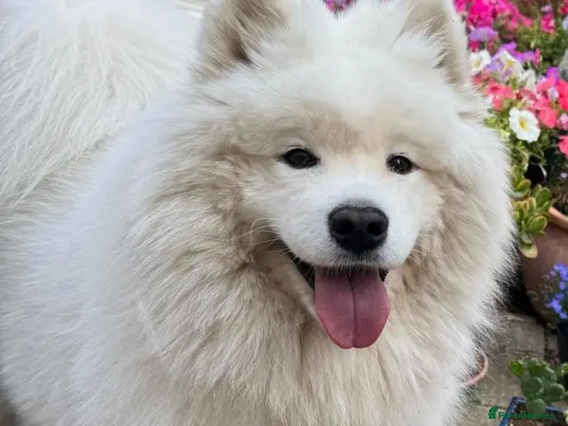 Samoyed dogs Loving Home Wanted for a 9-Year-Old Female Samoyed - Advert 1