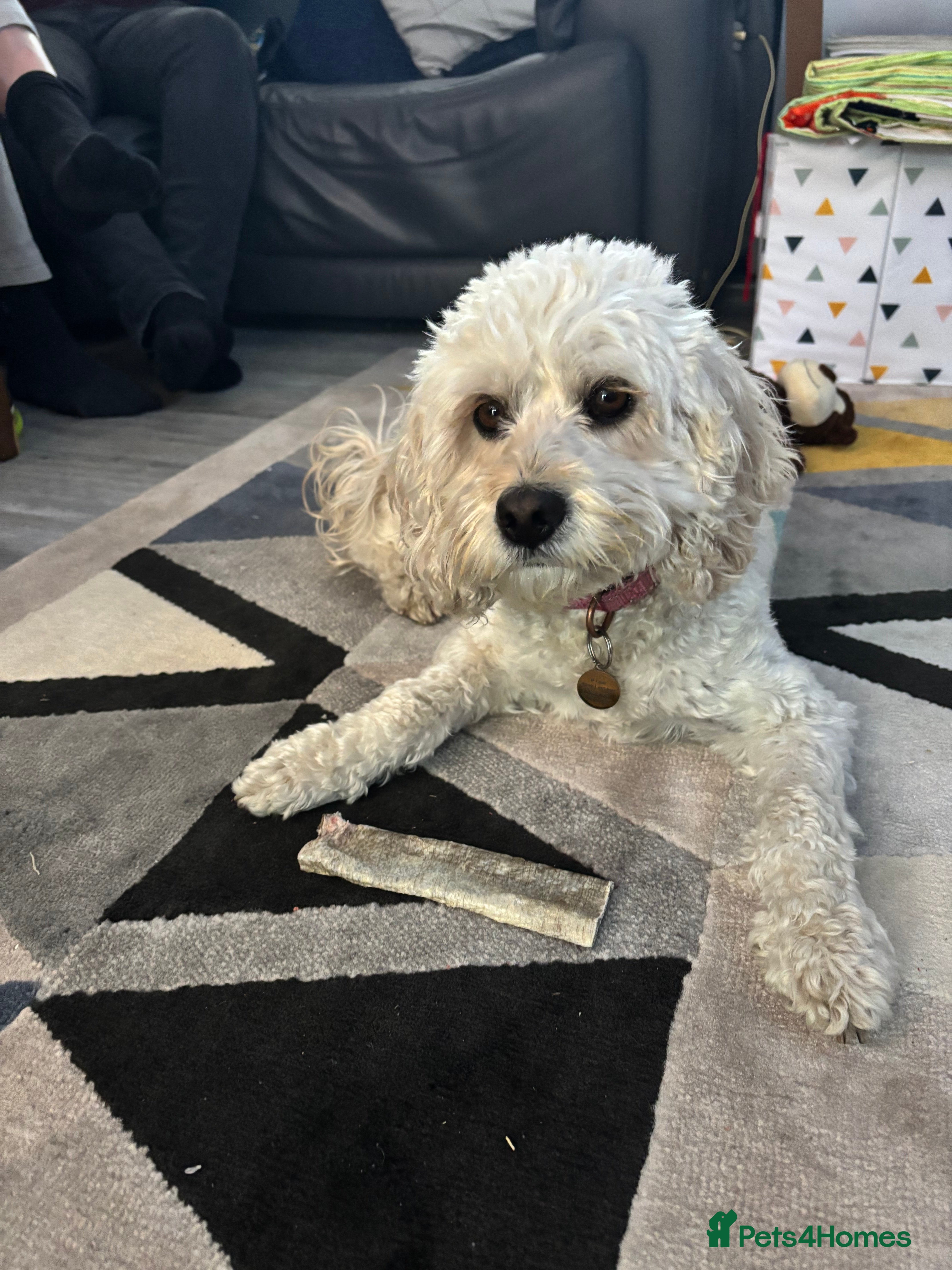 Cavapoo dogs Cavapoo Puppies for Sale - Advert 1