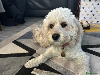 Cavapoo dogs Cavapoo Puppies for Sale - Advert 1