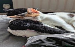 Domestic Shorthair cats for sale: Female kitten - Image 2