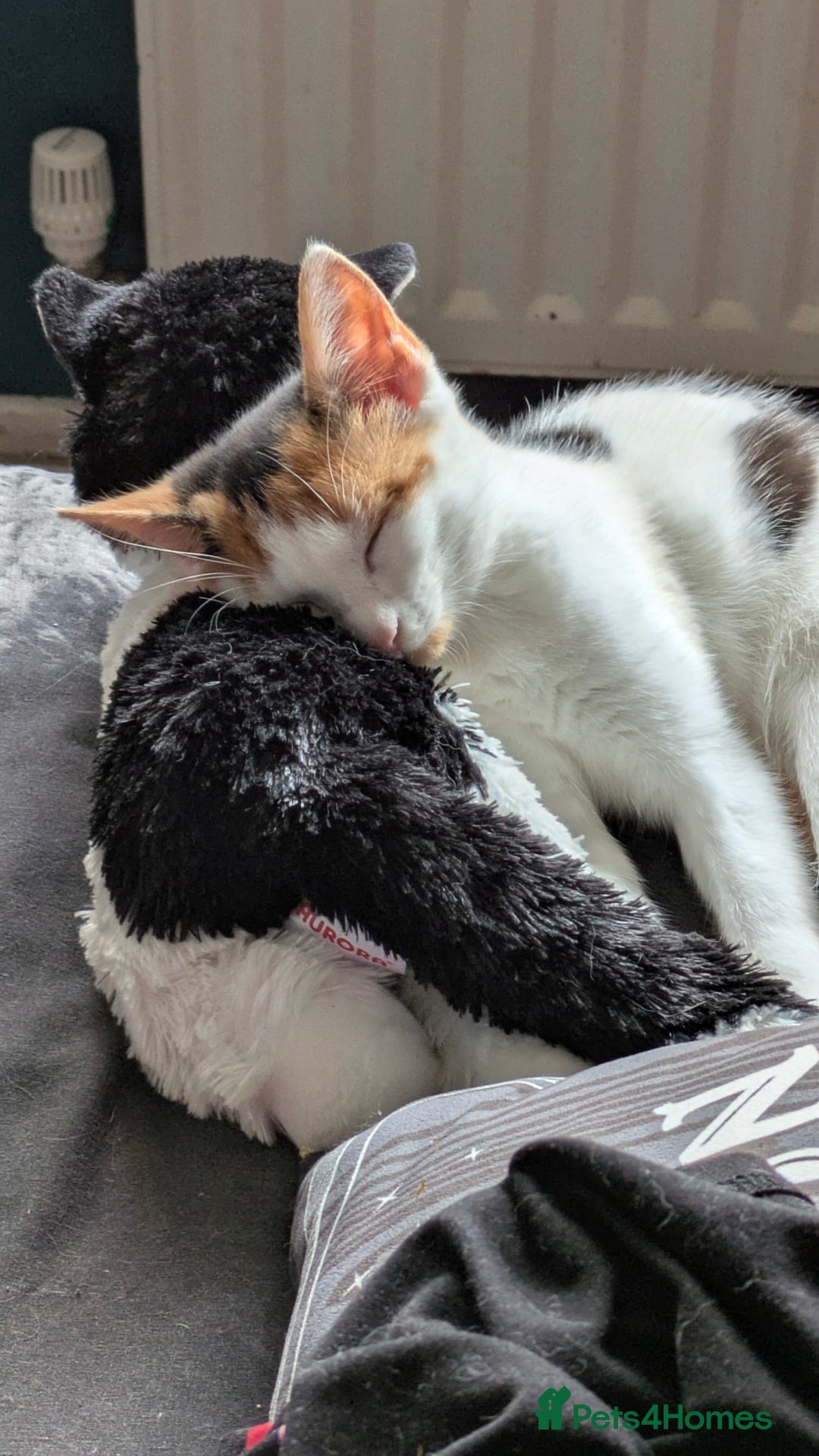 Domestic Shorthair cats for sale: Female kitten - Image 2