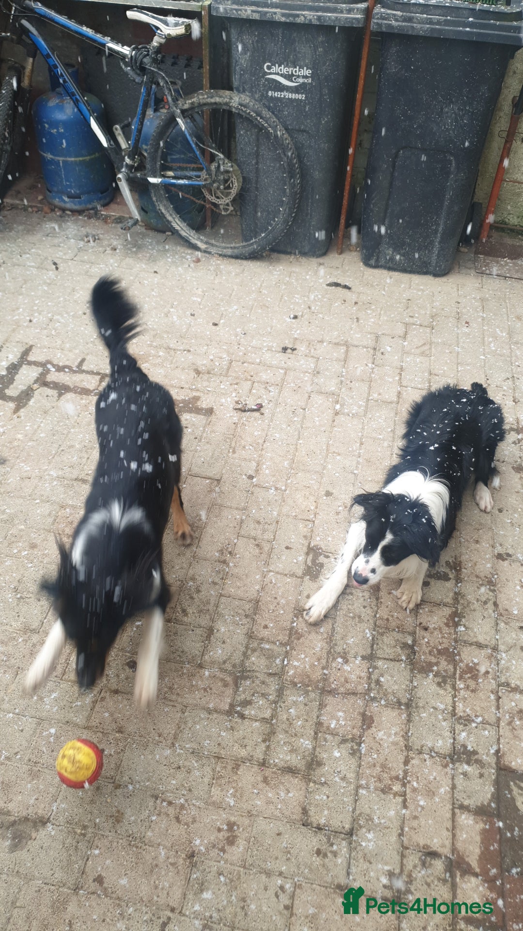 Border Collie dogs for sale: Male and female looking for loving home - Advert 8