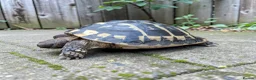 Hermann Tortoise reptiles for sale: Female Hermann Boettgeri Tortoise  - Advert 1