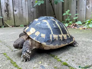 Hermann Tortoise reptiles Female Hermann Boettgeri Tortoise - Advert 6