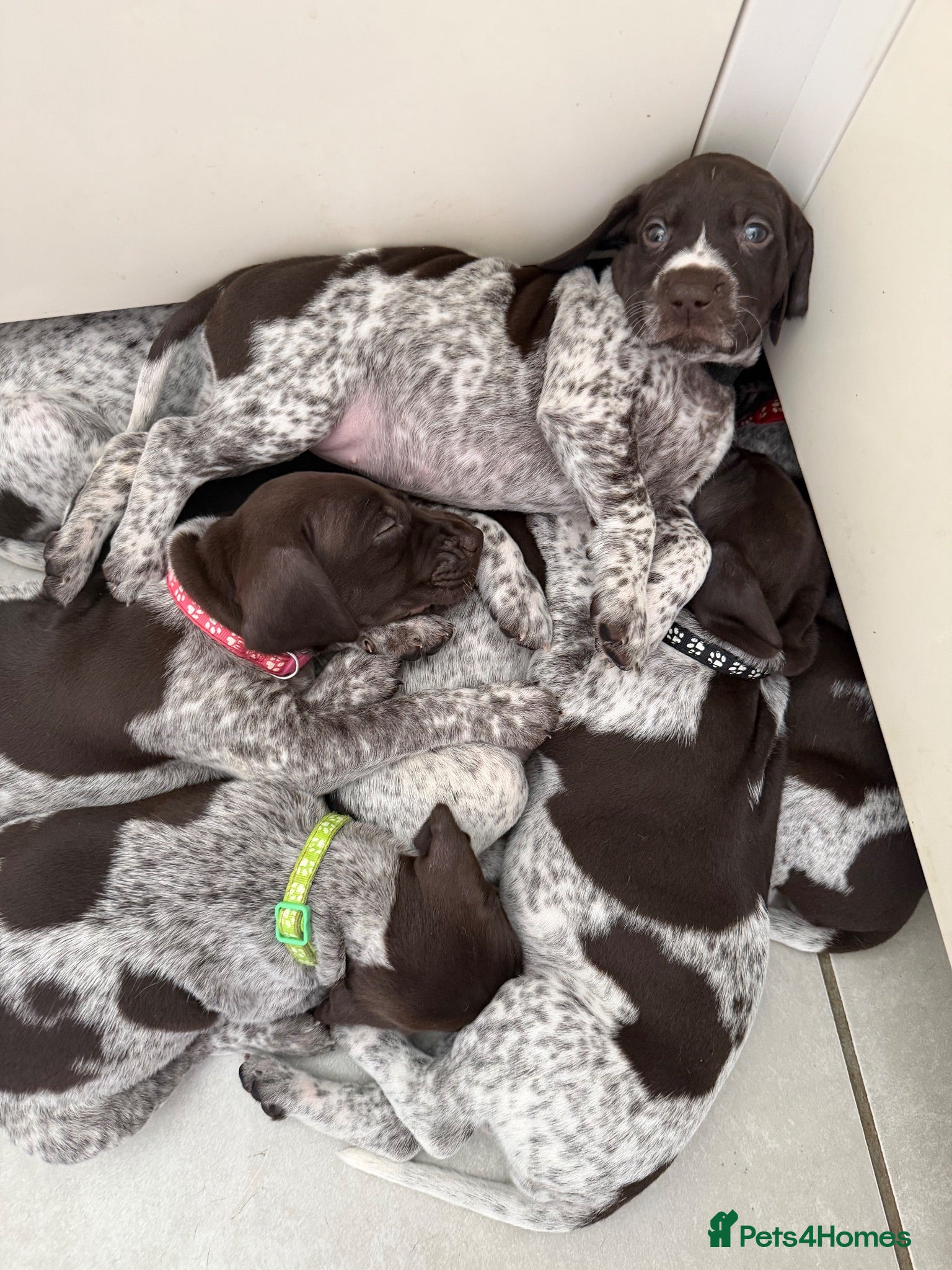 German Shorthaired Pointer dogs Stunning litter of 14 German short-haired pointers - Advert 2