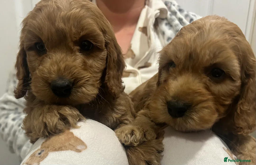 Cockapoo dogs for sale: Beautiful Red Cockerpoo Puppies - Advert 8
