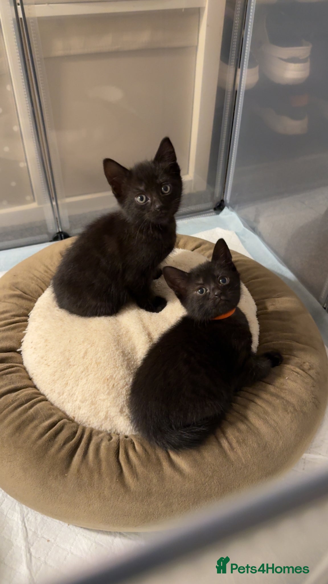 Mixed Breed cats     Beautiful Kittens Looking For Loving Homes 🖤 - Advert 3