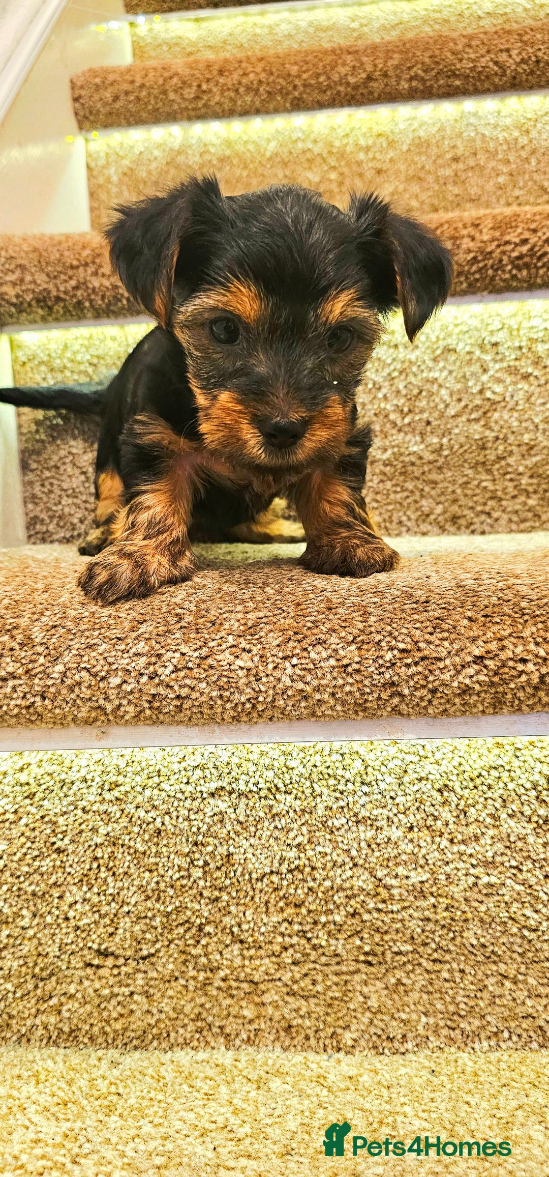 Yorkshire Terrier dogs for sale: Yorkshire Terrier puppies - Advert 25