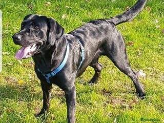 Labrador Retriever dogs Proven Labrador for Stud in Birmingham - Advert 11