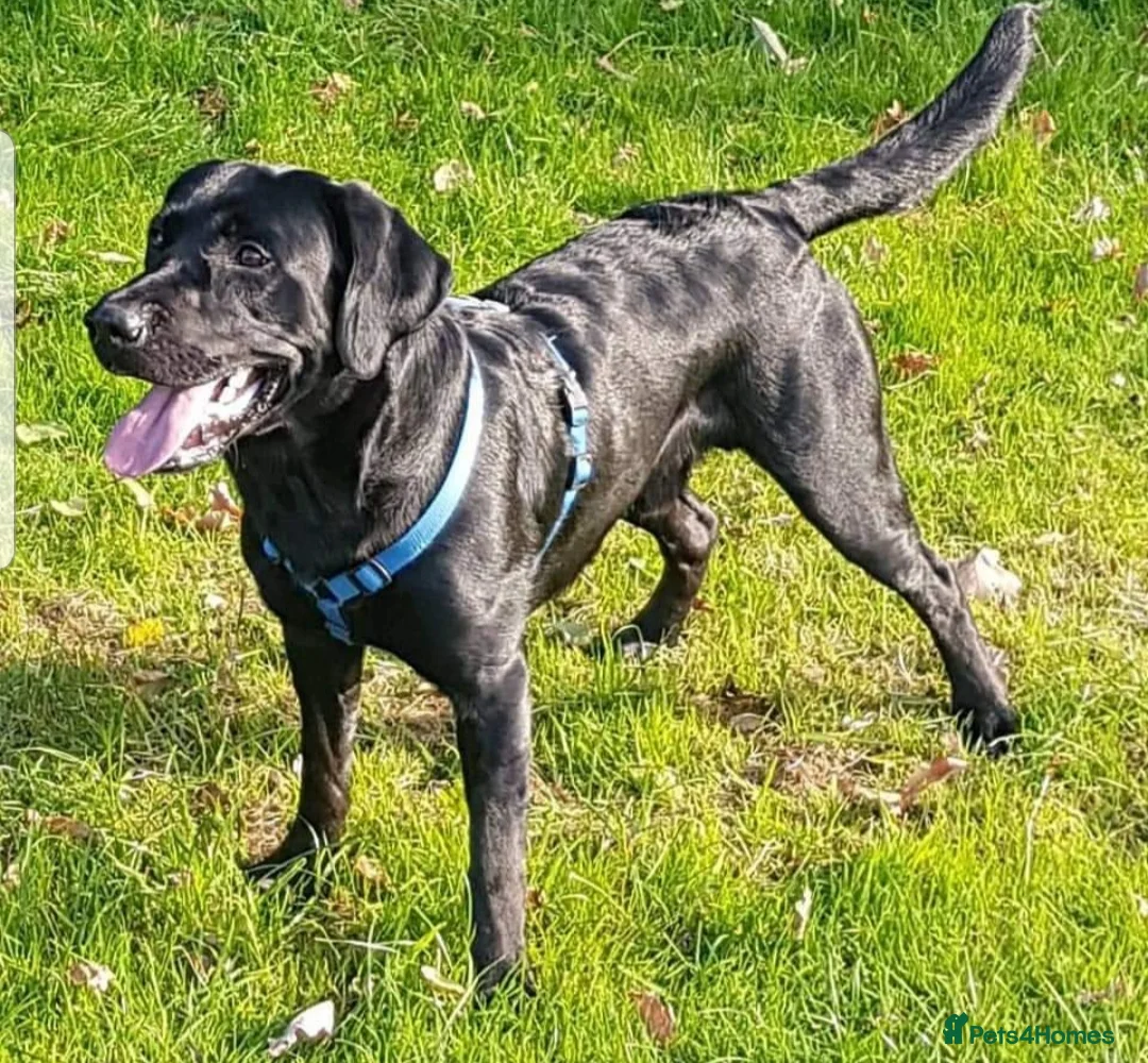 Labrador Retriever dogs for stud: Proven Labrador for Stud in Birmingham - Advert 1