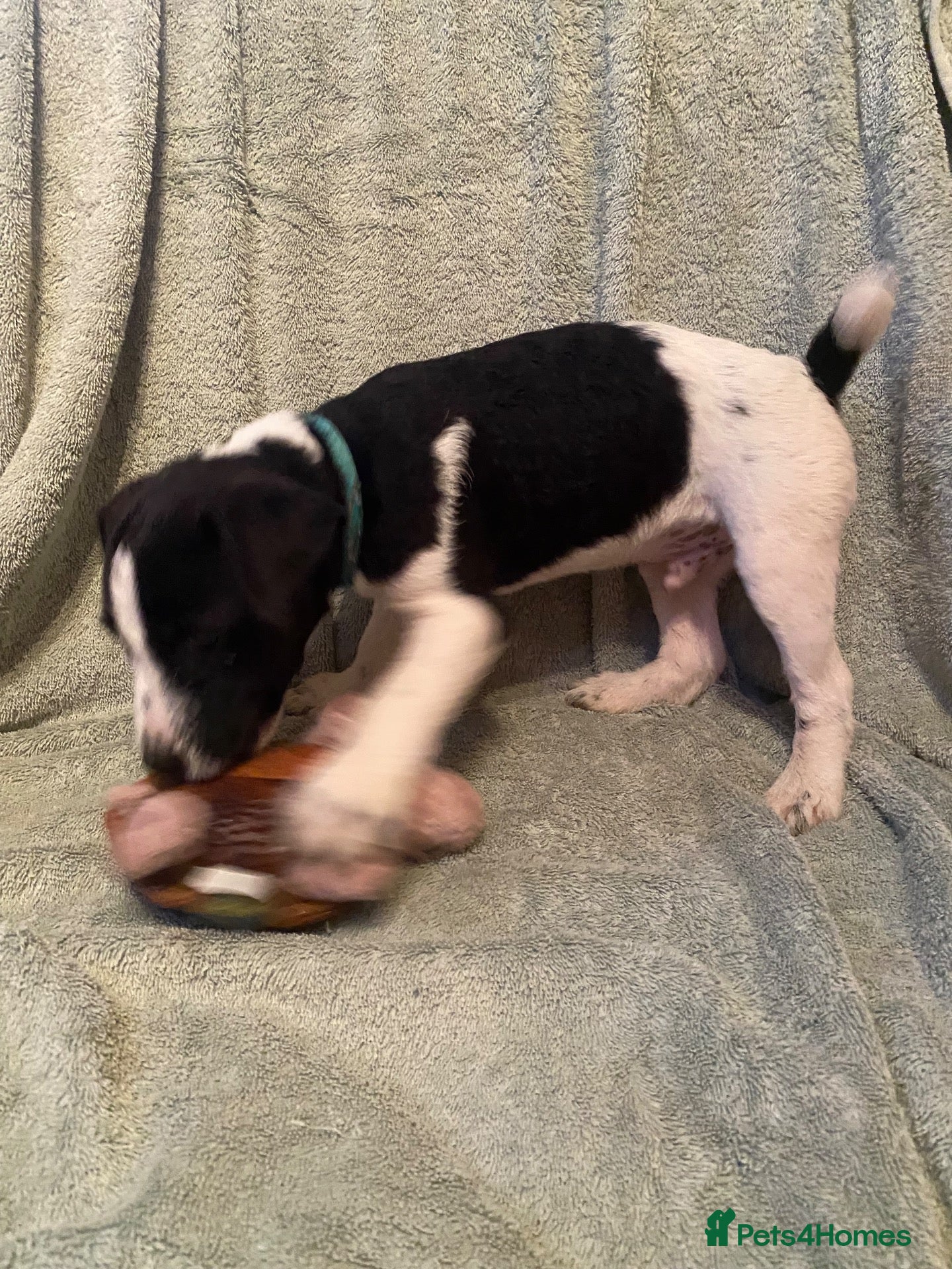 Jack Russell dogs Jack Russel terrier  - Advert 1
