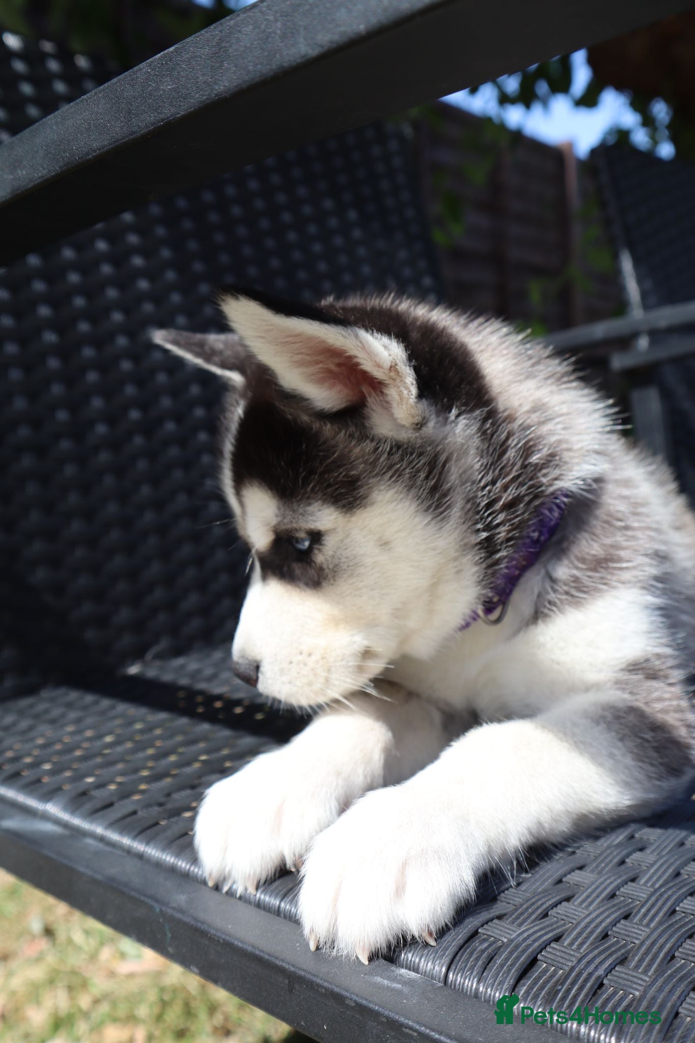 Siberian Husky dogs 7Purebred Huskies puppies DNA health testedParents - Advert 11