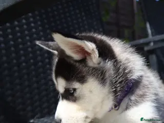 Siberian Husky dogs 7Purebred Huskies puppies DNA health testedParents - Advert 11