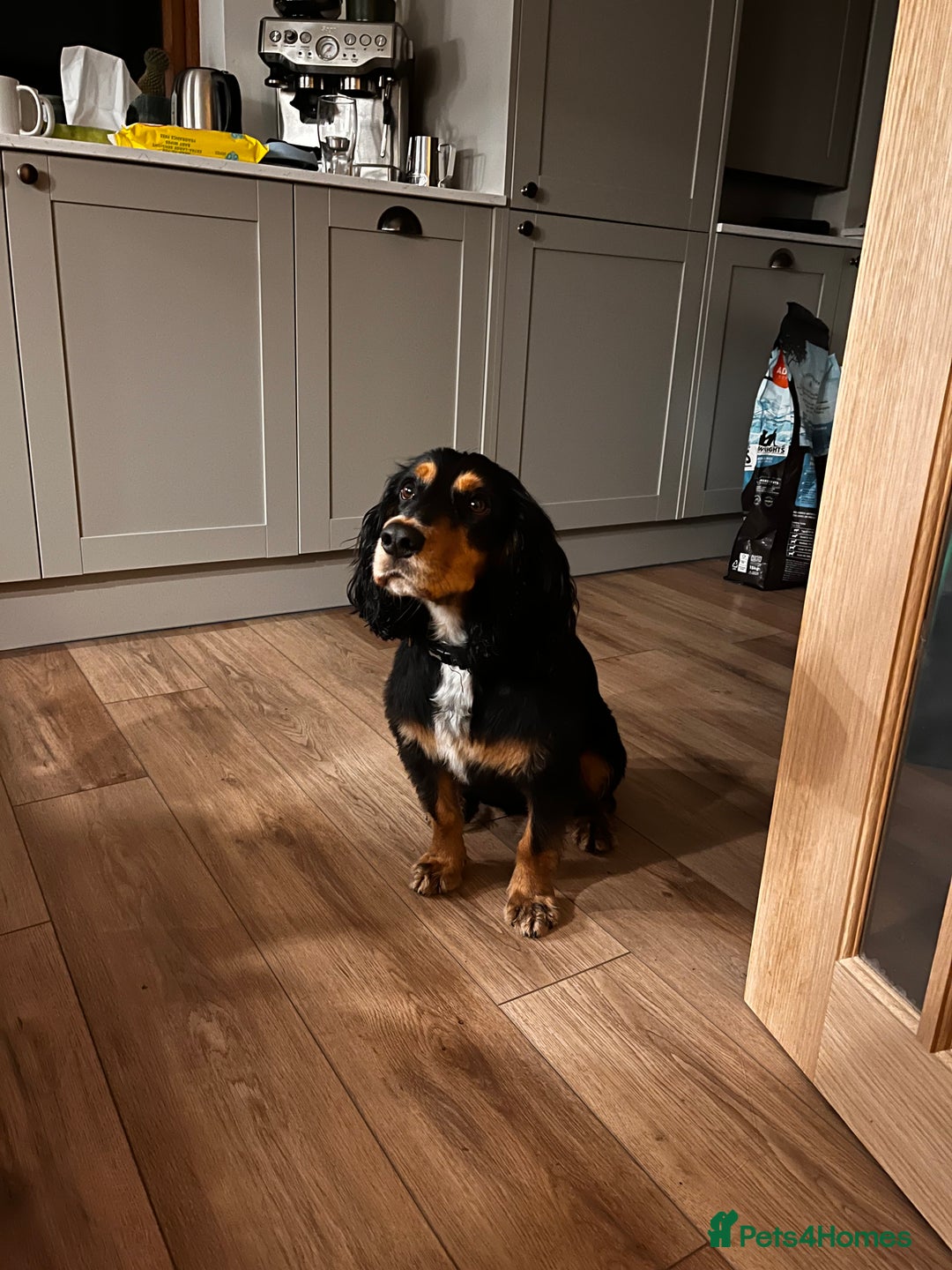 Cocker Spaniel dogs for sale: Ralph the Cocker Spaniel  - Advert 8