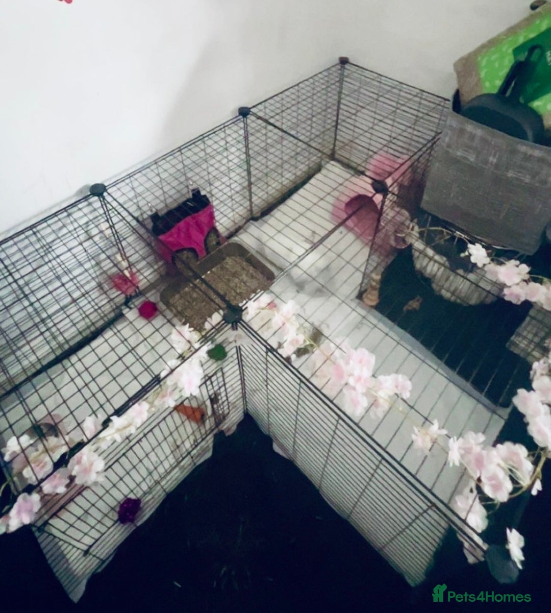 Dwarf Lop rabbits for sale: Beautiful Female Dwarf Lop 🩷 - Advert 5