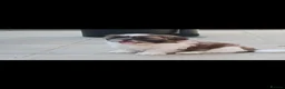 Shih Tzu dogs for sale: Shih-tzu puppy's for sale  - Advert 6