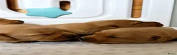 Labrador Retriever dogs for sale: 6 BEAUTIFUL FOX RED KC LABS, HEALTH TESTED PARENTS - Advert 15