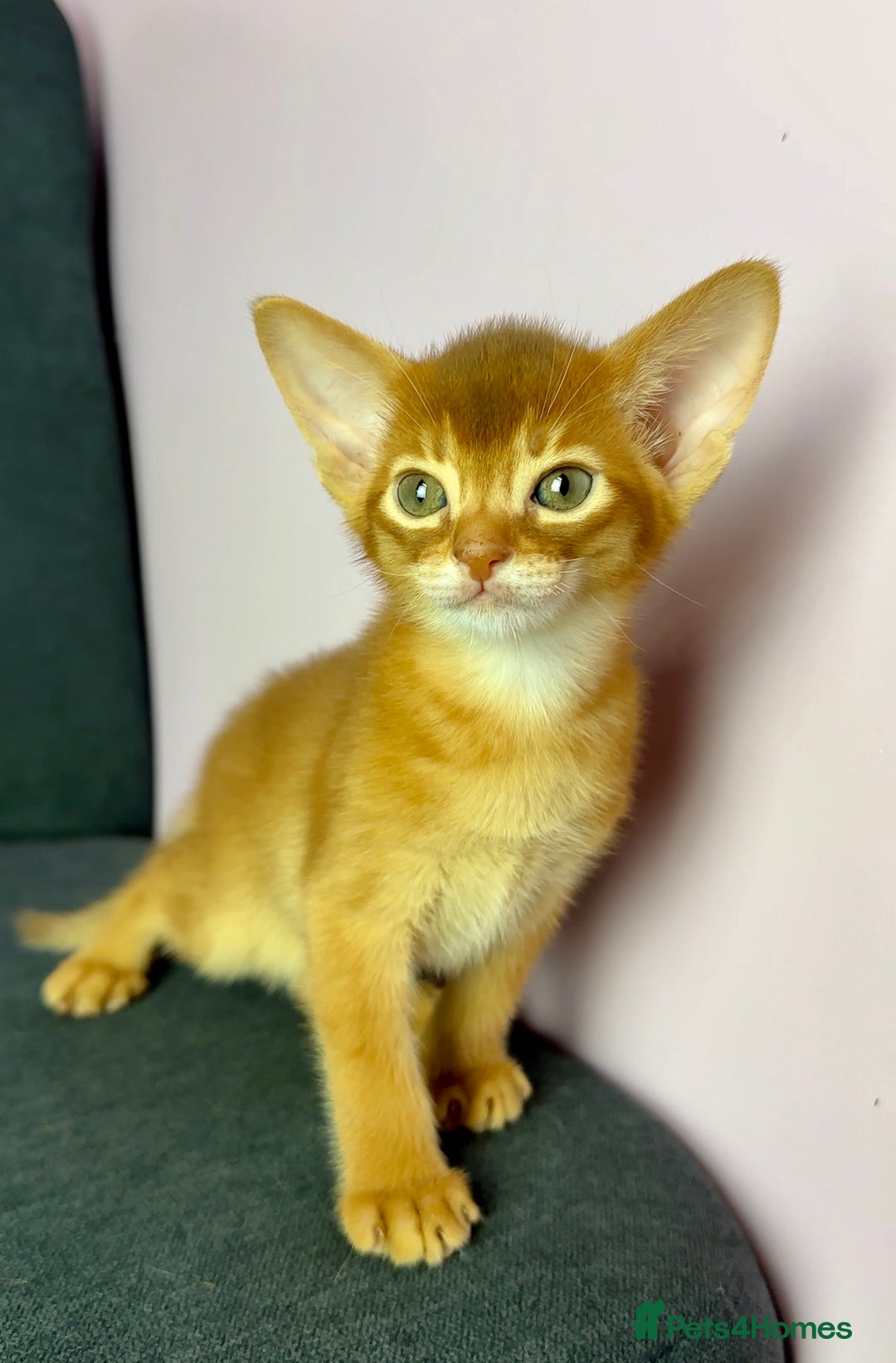 Abyssinian cats for sale: Stunning sorrel and usual Abyssinian kittens  - Image 9