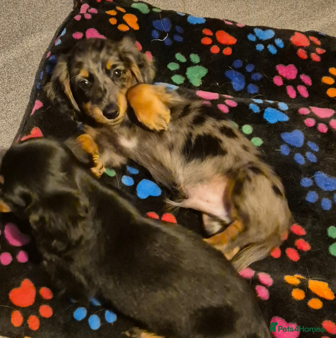 Miniature Dachshund dogs for sale: ⚜️KC PRA clear Miniature Dachshund Puppies  - Image 18