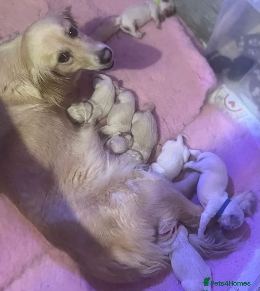 Golden Retriever dogs ✨Gorgeous Golden Retriever pups🐶✨ - Advert 2