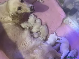 Golden Retriever dogs ✨Gorgeous Golden Retriever pups🐶✨ - Advert 3