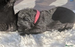 German Shepherd dogs for sale: Gorgeous Black German Shepherd Puppies. - Image 20