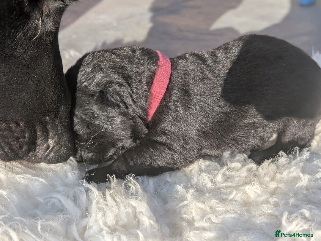 German Shepherd dogs for sale: Gorgeous Black German Shepherd Puppies. - Image 20