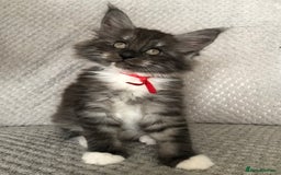 Maine Coon cats for sale: MaineCoon Kittens Black Smoke 1 Boy & 2 Girls - Image 10