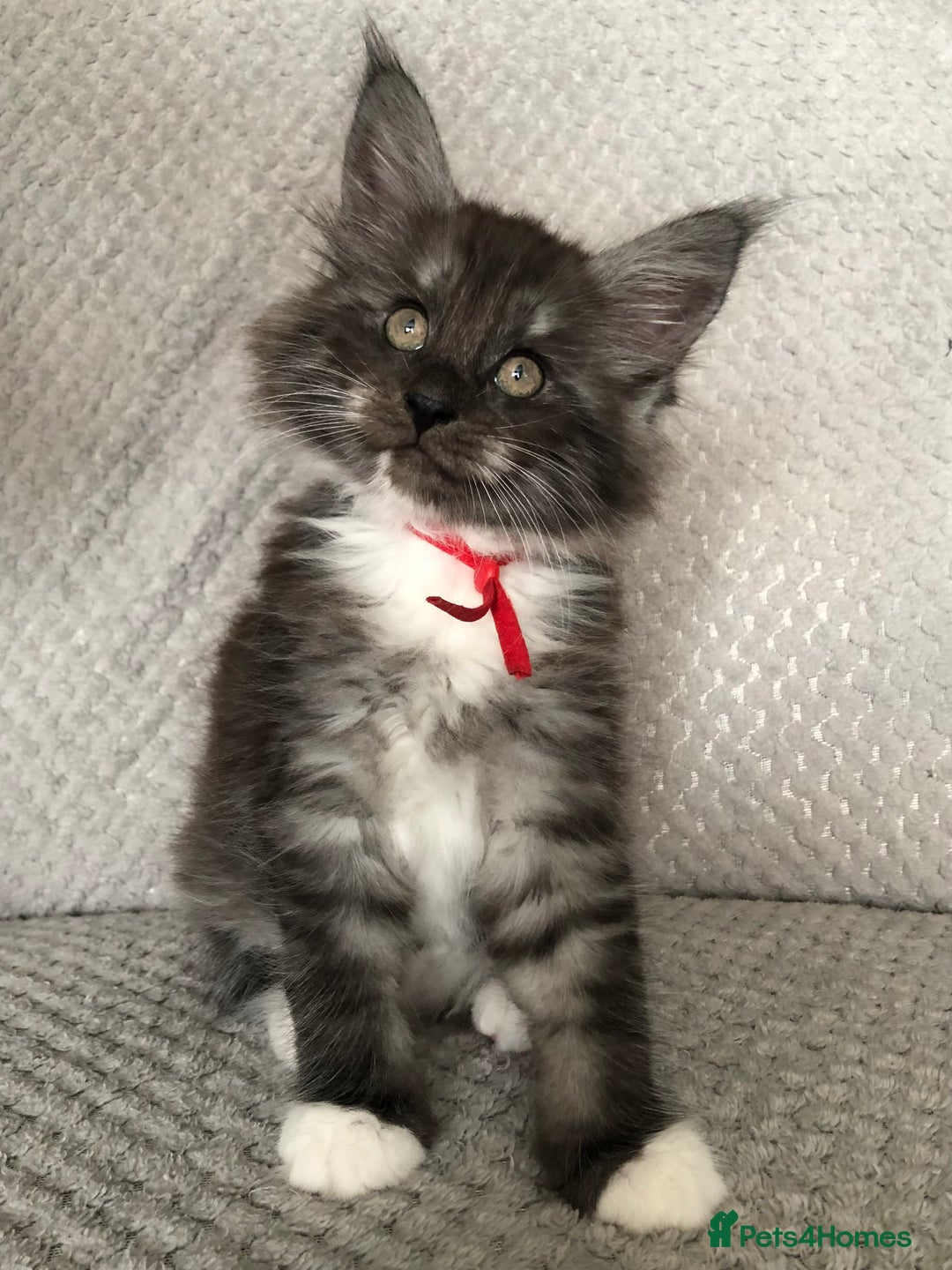 Maine Coon cats for sale: MaineCoon Kittens Black Smoke 1 Boy & 2 Girls - Image 10