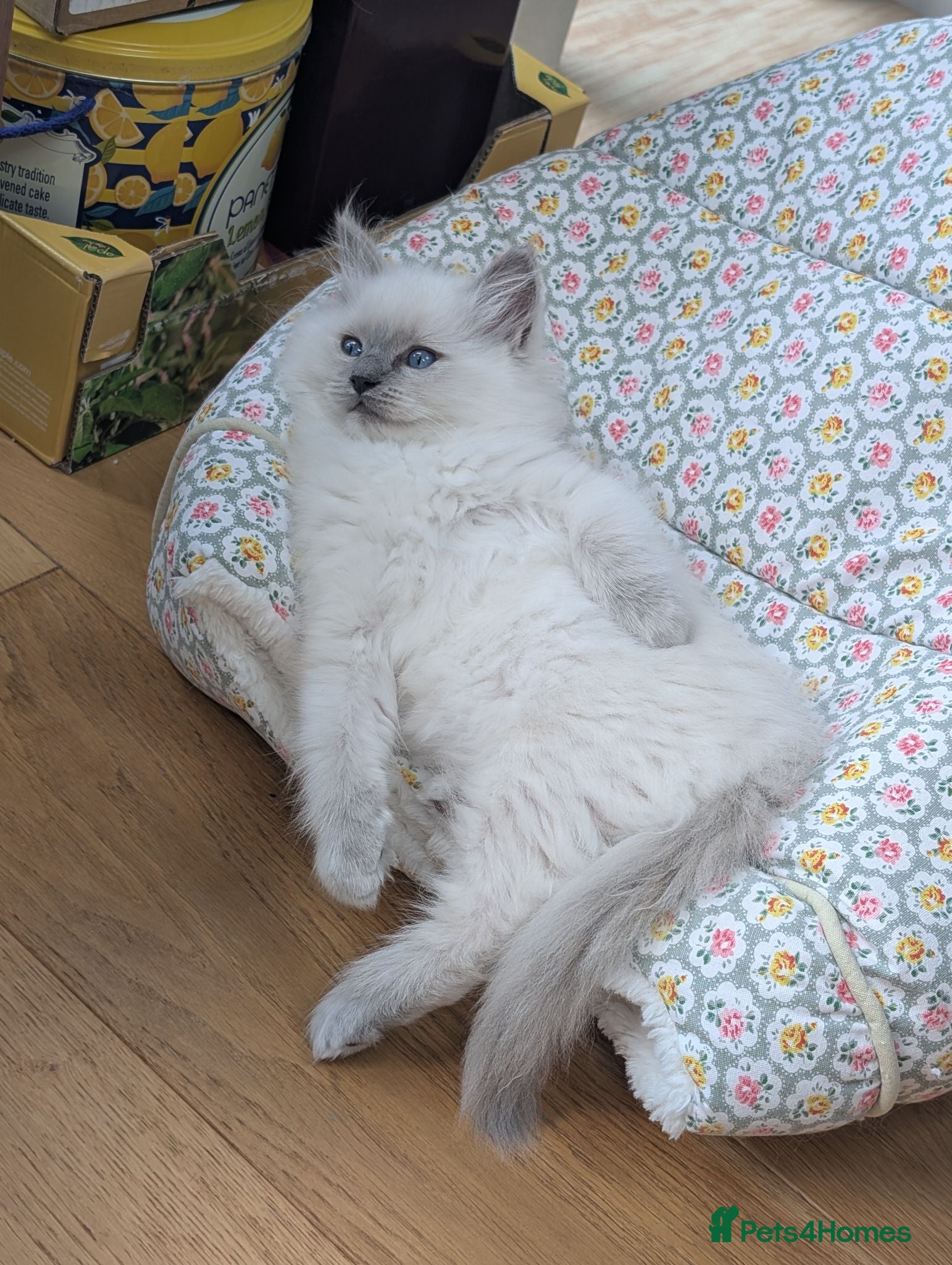 Ragdoll cats Adorable little Ragdolls  - Advert 2