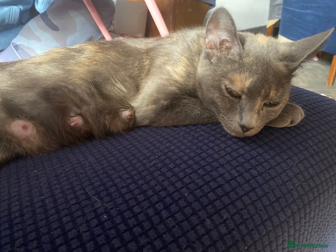 Mixed Breed cats for sale: kittens for sale - Image 6