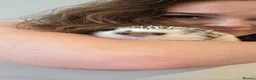 Pygmy Hedgehog rodents for sale: Sweetest little girl Hedgehog - Advert 3
