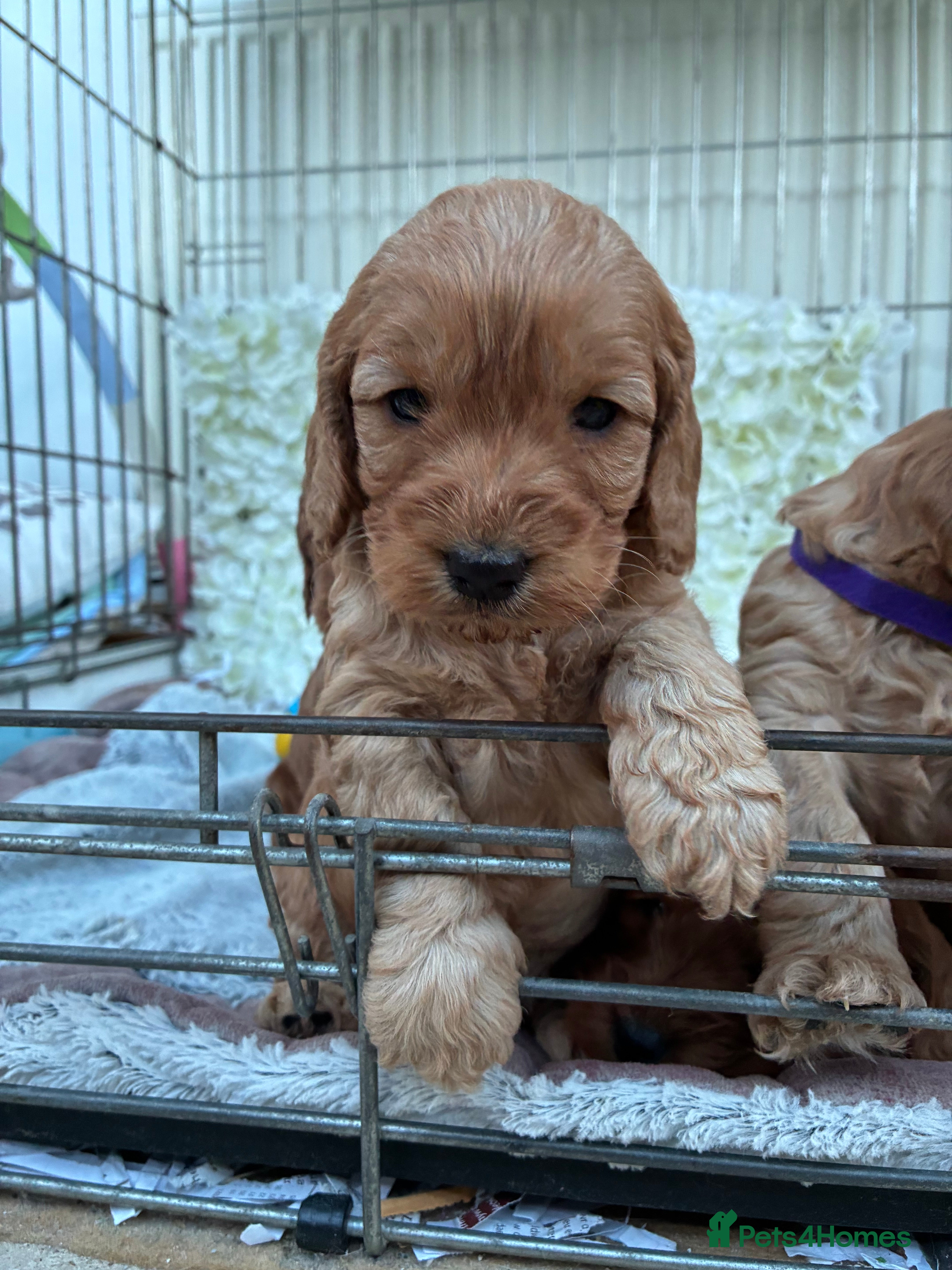 Cockapoo dogs Beautiful F1 Cockapoo Puppies Available  - Advert 2